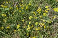 Hippocrepis comosa