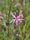 Lychnis flos-cuculi