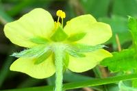 Potentilla erecta