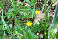 Potentilla erecta