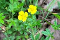 Potentilla erecta