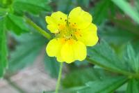 Potentilla erecta