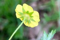 Potentilla erecta