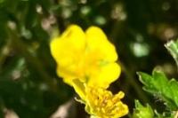 Potentilla erecta