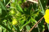 Potentilla erecta