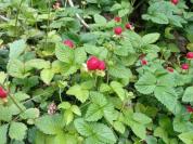 Potentilla indica