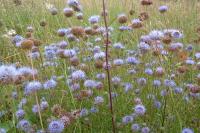 Jasione montana