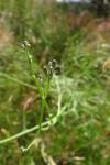 Chondrilla juncea
