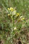 Coincya monensis