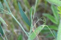 Lathyrus hirsutus