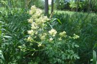 Thalictrum flavum