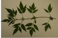 Bidens frondosa