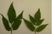 Bidens frondosa
