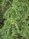 Juglans nigra