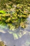 Nuphar lutea