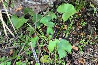 Caltha palustris