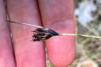 Schoenus nigricans