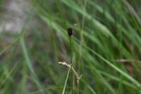 Schoenus nigricans
