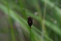 Schoenus nigricans
