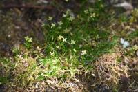 Sagina procumbens