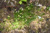 Sagina procumbens