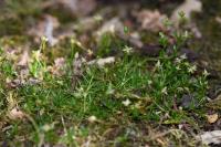 Sagina procumbens
