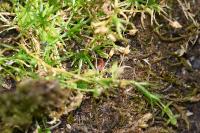 Sagina procumbens