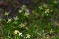 Sagina procumbens