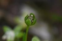 Sagina procumbens