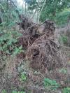 Quercus