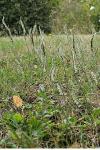 Spiranthes spiralis