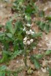 Spiranthes spiralis