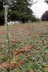 Spiranthes spiralis