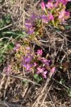 Centaurium erythraea