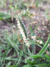 Spiranthes spiralis