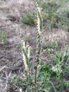 Spiranthes spiralis