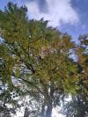 Juglans nigra