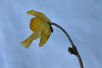 Utricularia neglecta