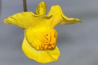 Utricularia neglecta