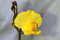 Utricularia neglecta