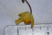 Utricularia neglecta