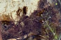 Utricularia neglecta