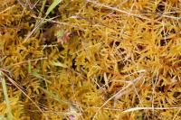 Pseudoscleropodium purum