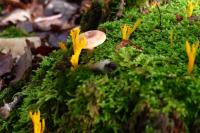 Hypnum cupressiforme