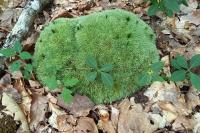 Leucobryum glaucum