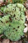 Leucobryum glaucum