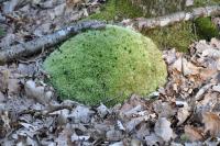 Leucobryum glaucum