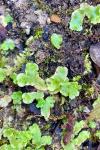 Lunularia cruciata