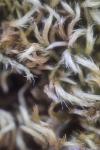 Homalothecium sericeum