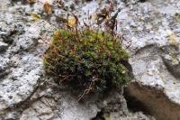 Tortula muralis